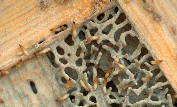 Links Úteis - Dedetizadora Combate Ambiental Links Úteis - Dedetizadora Combate Ambiental