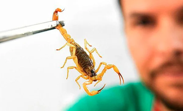 FAQ sobre Dedetização de Escorpião em Piedade - Dedetizadora Combate Ambiental FAQ sobre Dedetização de Escorpião em Piedade - Dedetizadora Combate Ambiental