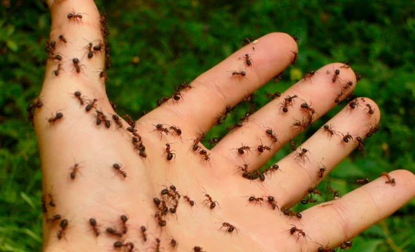 Atendimento Rápido em Sorocaba - Dedetizadora Combate Ambiental