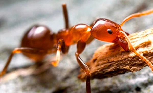 Quanto Custa a Dedetização de Formiga em Capela do Alto? - Dedetizadora Combate Ambiental