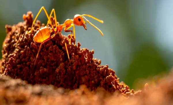 Entre em contato com a  - Dedetizadora Combate Ambiental