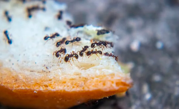 Quanto custa a dedetização de formigas em Tatuí? - Dedetizadora Combate Ambiental