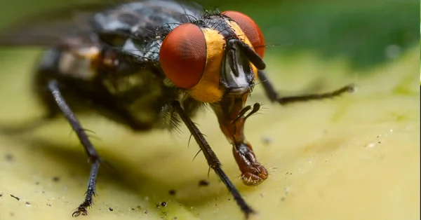 FAQ sobre Dedetização de Mosca em Tietê - Dedetizadora Combate Ambiental FAQ sobre Dedetização de Mosca em Tietê - Dedetizadora Combate Ambiental