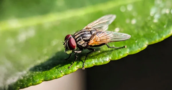 Por que escolher a dedetização profissional? - Dedetizadora Combate Ambiental Por que escolher a dedetização profissional? - Dedetizadora Combate Ambiental