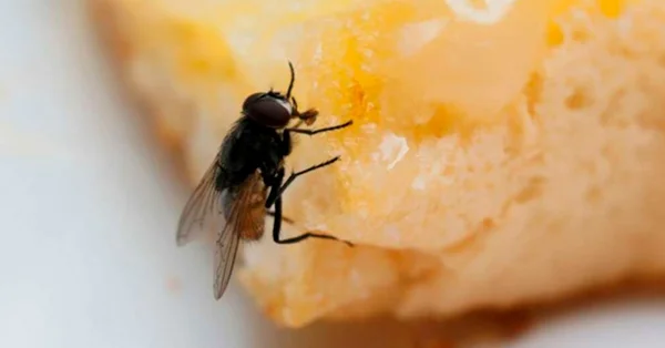 Quanto Custa a Dedetização de Mosca em Tapiraí? - Dedetizadora Combate Ambiental Quanto Custa a Dedetização de Mosca em Tapiraí? - Dedetizadora Combate Ambiental