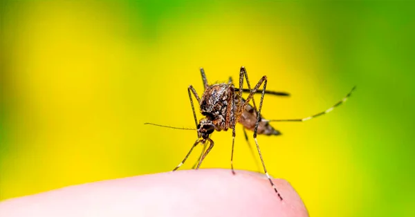 Quanto Custa a Dedetização de Mosquitos em Votorantim? - Dedetizadora Combate Ambiental Quanto Custa a Dedetização de Mosquitos em Votorantim? - Dedetizadora Combate Ambiental