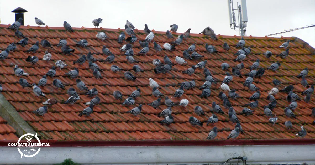 Quanto Custa o Controle de Pombo em Tatuí? - Dedetizadora Combate Ambiental