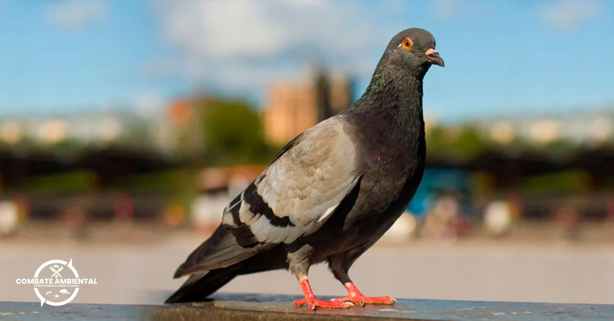 Perguntas Frequentes sobre Controle de Pombo em Pilar do Sul - Dedetizadora Combate Ambiental Perguntas Frequentes sobre Controle de Pombo em Pilar do Sul - Dedetizadora Combate Ambiental
