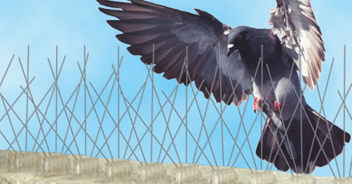 Por Que Tietê Precisa de Controle de Pombo? - Dedetizadora Combate Ambiental Por Que Tietê Precisa de Controle de Pombo? - Dedetizadora Combate Ambiental