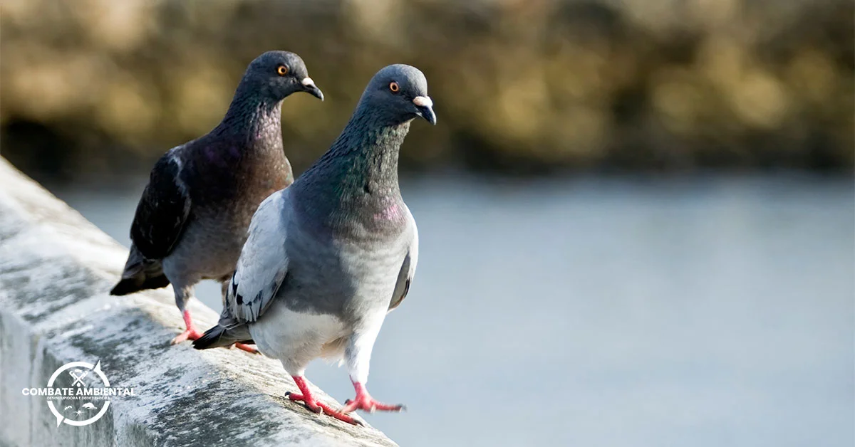 FAQ sobre Controle de Pombo em Tietê - Dedetizadora Combate Ambiental FAQ sobre Controle de Pombo em Tietê - Dedetizadora Combate Ambiental