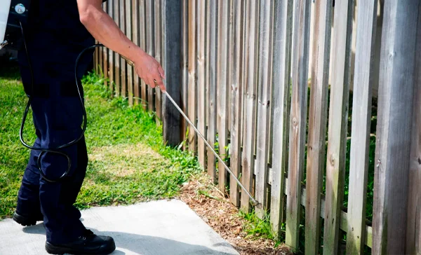 Qual o custo da dedetização de pulga em Tapiraí? - Dedetizadora Combate Ambiental Qual o custo da dedetização de pulga em Tapiraí? - Dedetizadora Combate Ambiental