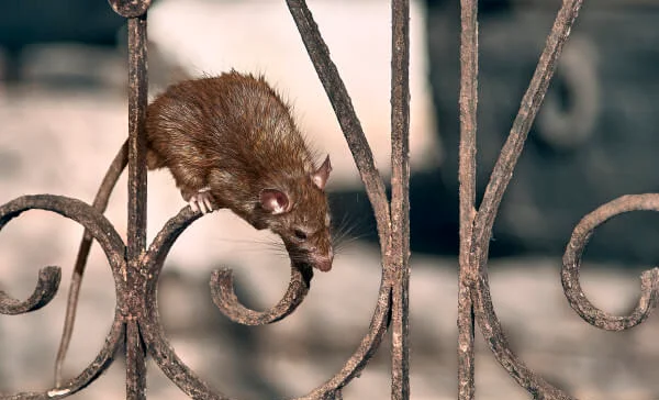 Como é Feita a Dedetização de Rato? - Dedetizadora Combate Ambiental Como é Feita a Dedetização de Rato? - Dedetizadora Combate Ambiental
