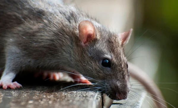 Qual o Custo da Dedetização de Rato em Sorocaba? - Dedetizadora Combate Ambiental Qual o Custo da Dedetização de Rato em Sorocaba? - Dedetizadora Combate Ambiental