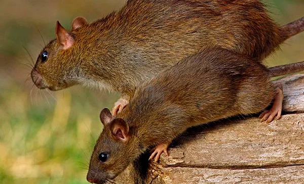 Como Prevenir Infestações de Ratos em Sorocaba? - Dedetizadora Combate Ambiental Como Prevenir Infestações de Ratos em Sorocaba? - Dedetizadora Combate Ambiental