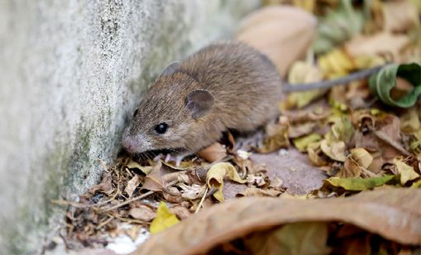 FAQ - Perguntas Frequentes sobre Desratização no Mangal - Dedetizadora Combate Ambiental FAQ - Perguntas Frequentes sobre Desratização no Mangal - Dedetizadora Combate Ambiental