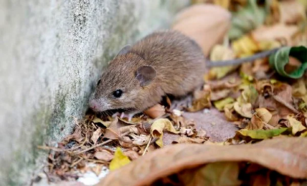 Atendemos em Diversos Bairros de Mairinque - Dedetizadora Combate Ambiental Atendemos em Diversos Bairros de Mairinque - Dedetizadora Combate Ambiental