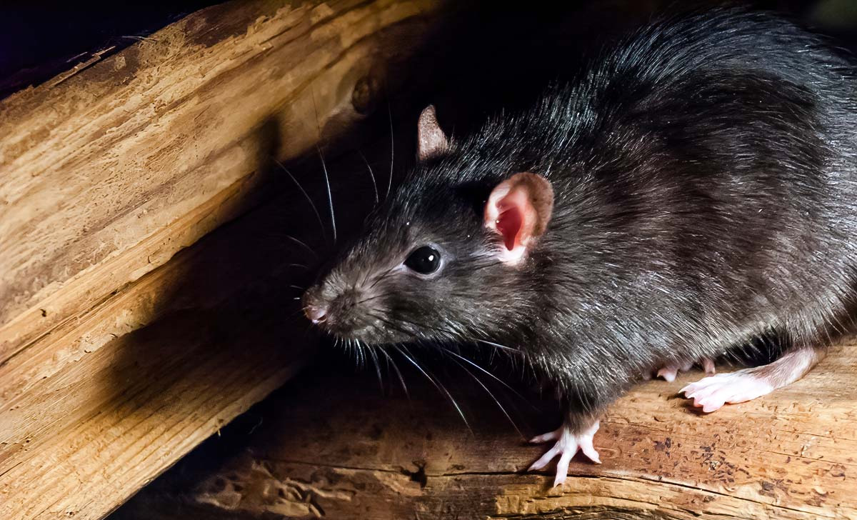 Prevenindo a entrada de ratos em sua casa - Dedetizadora Combate Ambiental